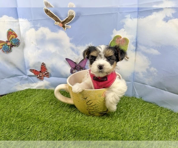 Medium Photo #1 Morkie Puppy For Sale in CASSVILLE, MO, USA
