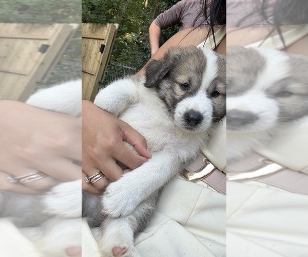 Medium Photo #80 Aussie Pyrenees Puppy For Sale in LEXINGTON, SC, USA