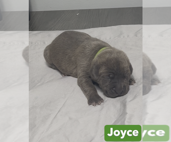 Medium Photo #7 Cane Corso Puppy For Sale in MOUNT MORRIS, MI, USA