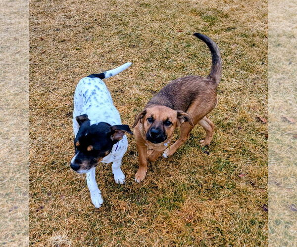 Medium Photo #4 Black Mouth Cur-Unknown Mix Puppy For Sale in Sandy, UT, USA