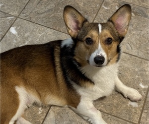 Pembroke Welsh Corgi Puppy for sale in HAYWARD, CA, USA