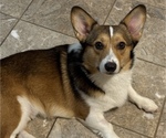 Small Pembroke Welsh Corgi