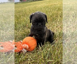 Pug Puppy for sale in MIDDLEBURY, IN, USA