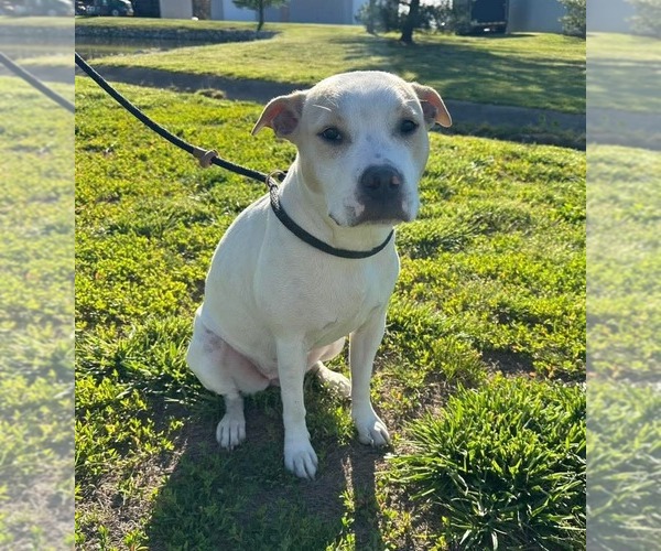 Medium Photo #3 Mutt Puppy For Sale in Evansville, IN, USA