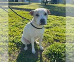 Small #2 Mutt