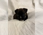 Small Photo #13 Boxer Puppy For Sale in BRUSH CREEK, TN, USA