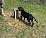 Small Photo #7 Great Dane Puppy For Sale in Elroy, WI, USA
