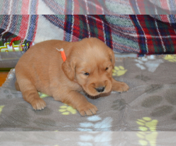 Medium Photo #13 Golden Retriever Puppy For Sale in OWEN, WI, USA