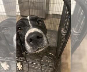 American Staffordshire Terrier-Unknown Mix Dogs for adoption in San Antonio, TX, USA