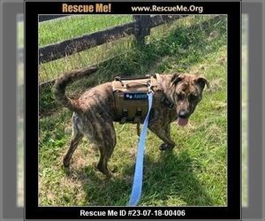 Plott Hound Dogs for adoption in Benton, PA, USA