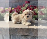 Small Photo #4 Zuchon Puppy For Sale in CANOGA, NY, USA