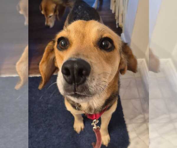 Medium Photo #14 Beagle Puppy For Sale in Dunnellon, FL, USA
