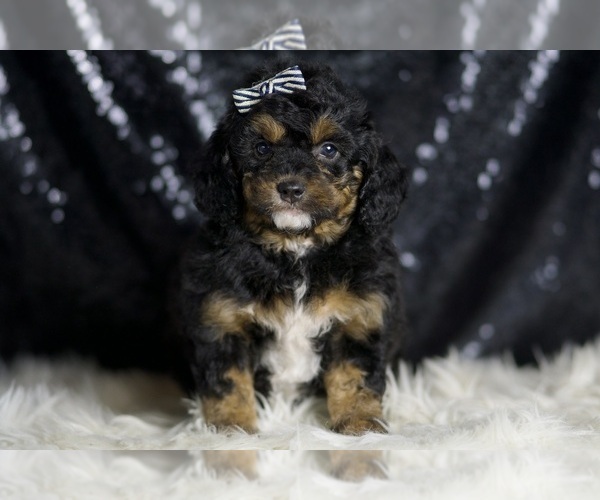 Medium Photo #6 Goldendoodle (Miniature) Puppy For Sale in WARSAW, IN, USA