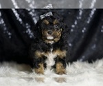 Small #5 Goldendoodle (Miniature)