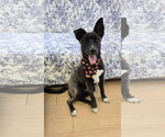 Small #4 Siberian Husky Mix