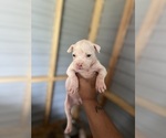 Puppy Puppy 5 Alapaha Blue Blood Bulldog-American Bully Mix