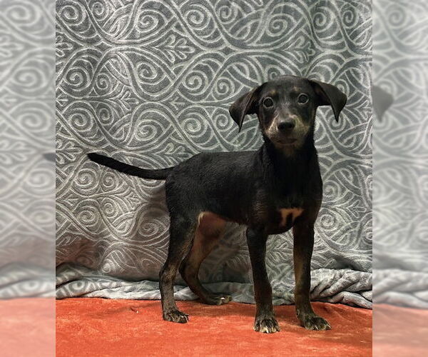 Medium Photo #1 Labrador Retriever-Unknown Mix Puppy For Sale in Wetumpka, AL, USA