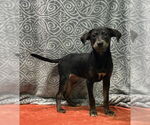 Small Labrador Retriever Mix