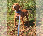 Small Redbone Coonhound