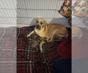 Mother of the Irish Dane puppies born on 05/18/2025