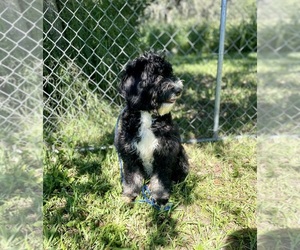 Bernedoodle Puppy for sale in SEFFNER, FL, USA