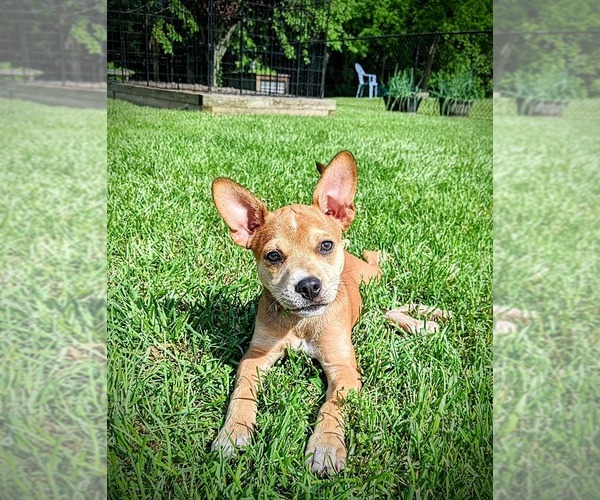 Medium Photo #29 Boston Terrier-Unknown Mix Puppy For Sale in Shermans Dale, PA, USA