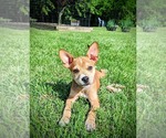 Small #28 Boston Terrier Mix