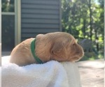 Small #6 Golden Retriever