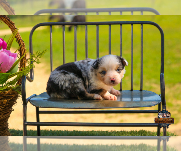 Medium Photo #18 Miniature Australian Shepherd Puppy For Sale in GRANBURY, TX, USA