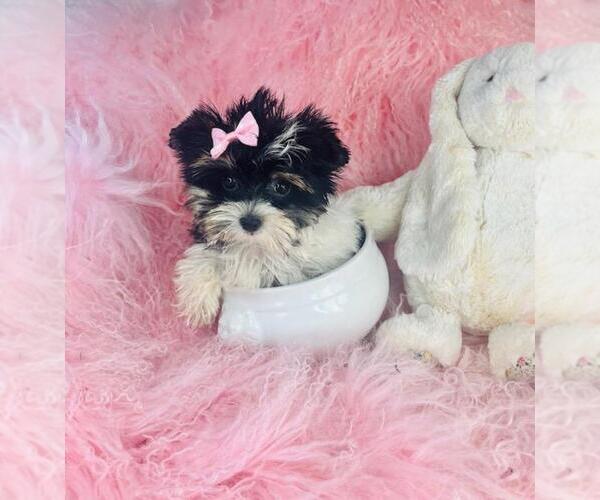 Medium Photo #6 Yorkshire Terrier Puppy For Sale in NEW YORK, NY, USA