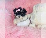 Small #5 Yorkshire Terrier
