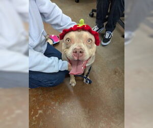 American Pit Bull Terrier Dogs for adoption in Salinas, CA, USA