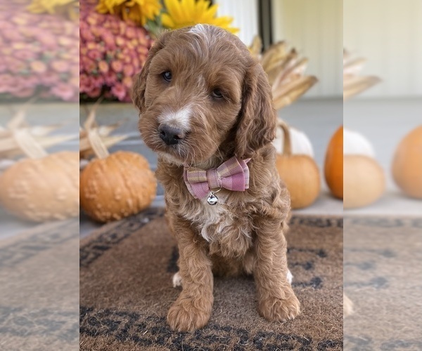 Medium Photo #4 Irish Doodle Puppy For Sale in WOOSTER, OH, USA
