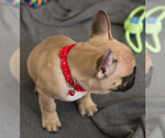 Small Photo #5 French Bulldog Puppy For Sale in MILWAUKEE, WI, USA