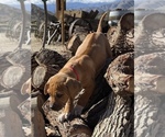 Small Photo #6 Rhodesian Ridgeback Puppy For Sale in MORONGO VALLEY, CA, USA