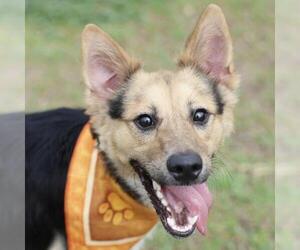 German Shepherd Dog Dogs for adoption in San Antonio, TX, USA