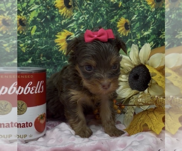 Medium Photo #19 Shorkie Tzu Puppy For Sale in SELLERSBURG, IN, USA