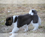 Small #14 Akita