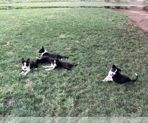 Border Collie Puppy for Sale in REEDLEY, California USA