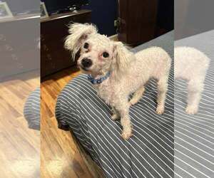 Mutt Dogs for adoption in Greenville, SC, USA