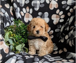 Poodle (Toy) Puppy for sale in LINCOLN UNIVERSITY, PA, USA