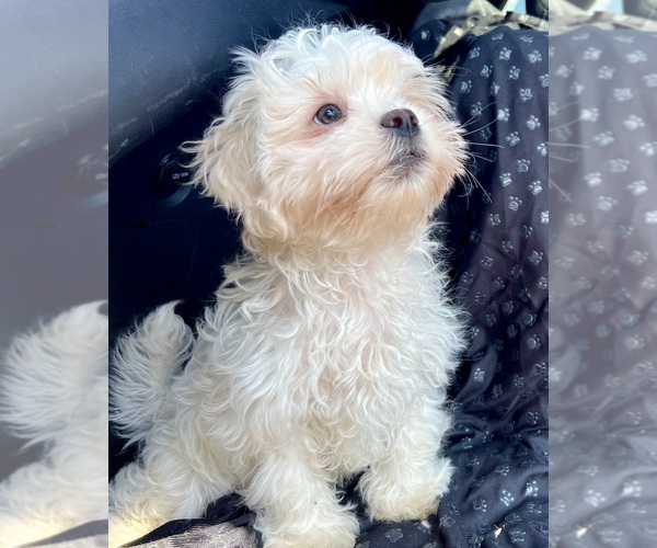 Medium Photo #7 Zuchon Puppy For Sale in RENO, NV, USA