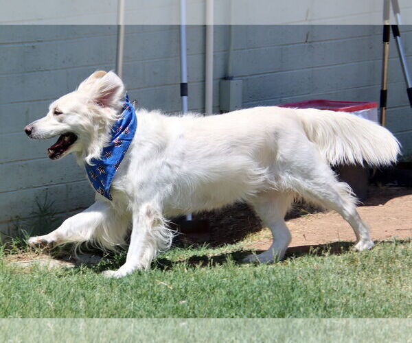 Medium Photo #2 Golden Retriever Puppy For Sale in Glendale , AZ, USA