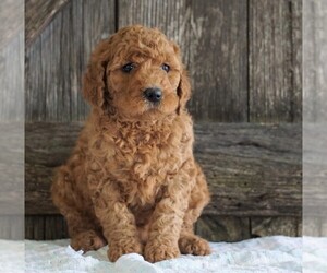 Goldendoodle-Poodle (Standard) Mix Puppy for sale in FREDERICKSBG, OH, USA
