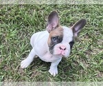 Small Photo #2 French Bulldog Puppy For Sale in SEBRING, FL, USA