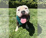 Small #1 American Bulldog-American Staffordshire Terrier Mix