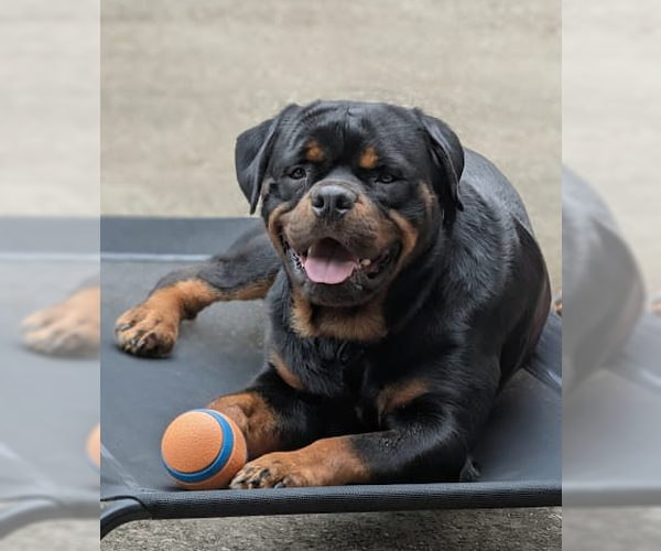 Medium Photo #5 Rottweiler Puppy For Sale in White Hall, AR, USA