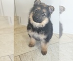 Small Photo #2 German Shepherd Dog Puppy For Sale in ADDISON, IL, USA