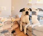 Small Photo #3 Labrador Retriever-Unknown Mix Puppy For Sale in Monkton, MD, USA