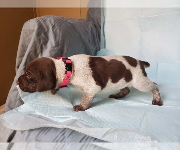 Medium Photo #3 German Shorthaired Pointer Puppy For Sale in BLUE SPRINGS, MS, USA